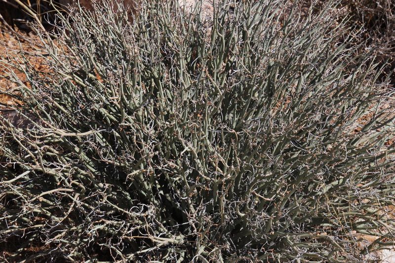 Euphorbia gariepina, photographed by Tony Rebelo