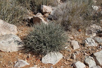 Euphorbia gariepina, photographed by Tony Rebelo