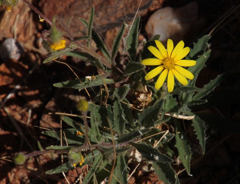 Osteospermum microcarpum, photographed by Tony Rebelo