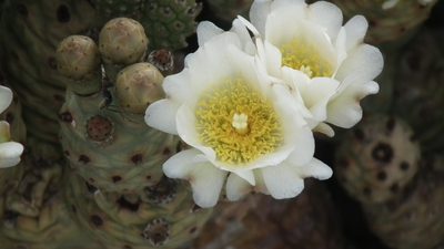 Tephrocactus articulatus, photographed by Shaun Swanepoel