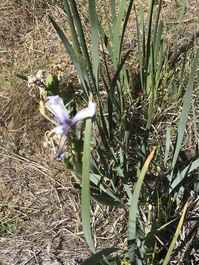 Iris longipetala, photographed by Dan Rademacher