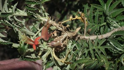 Melianthus comosus, photographed by Shaun Swanepoel