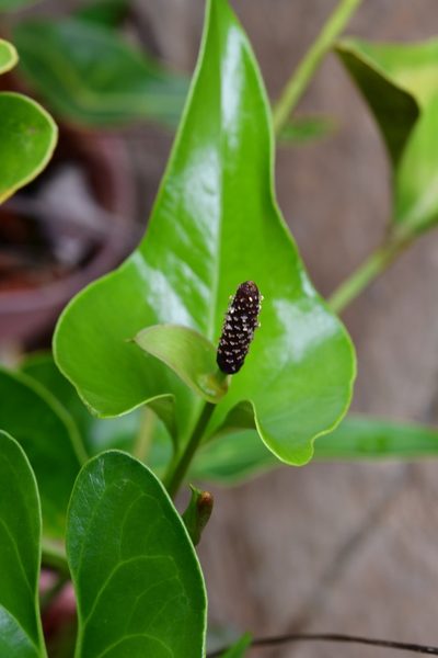 Anthurium cerrobaulense, photographed by Neptalí Ramírez Marcial