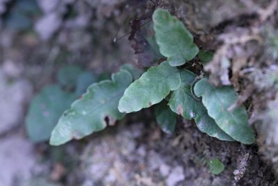 Tectaria zeilanica, photographed by Agnes Trekker