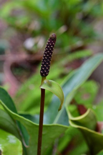 Anthurium cerrobaulense, photographed by Neptalí Ramírez Marcial