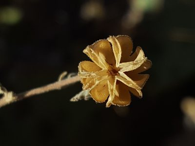 Abutilon parvulum, photographed by Alex Abair