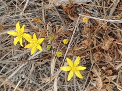 Bloomeria clevelandii, photographed by Tom and T Herman