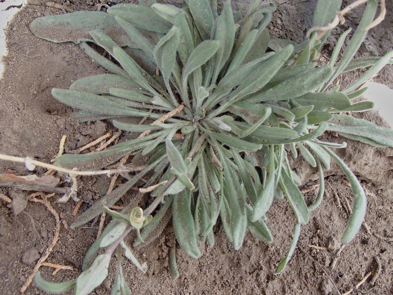 Boechera sparsiflora, photographed by Tom Wainwright
