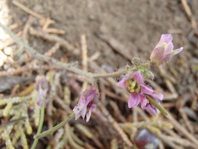 Boechera sparsiflora, photographed by Tom Wainwright
