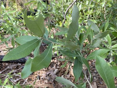 Quercus incana, photographed by Alan Weakley
