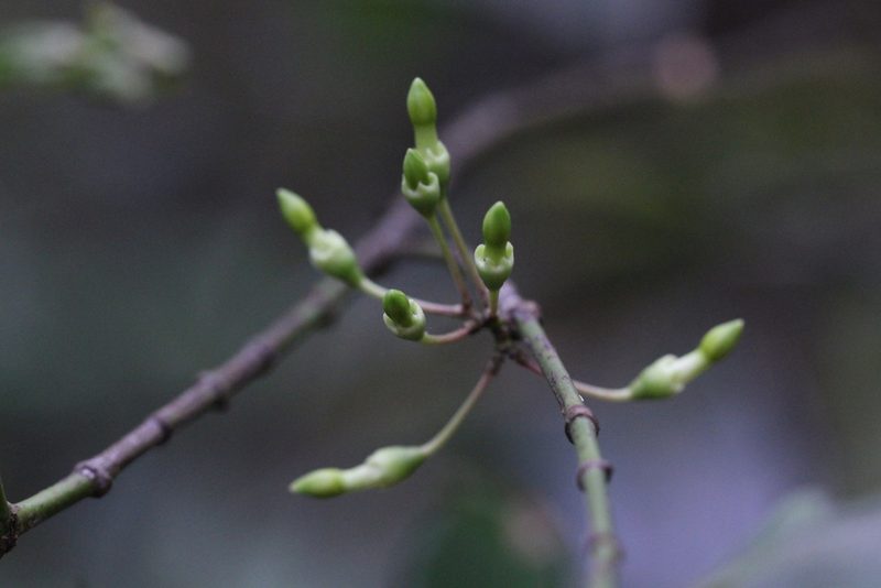 Aidia canthioides, photographed by Agnes Trekker