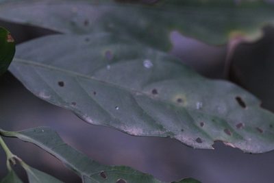 Aidia canthioides, photographed by Agnes Trekker