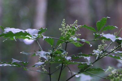 Melicope pteleifolia, photographed by Agnes Trekker