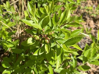 Vaccinium tenellum, photographed by Alan Weakley