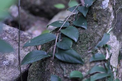Pothos chinensis, photographed by Agnes Trekker