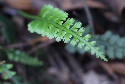 Asplenium prolongatum, photographed by Agnes Trekker