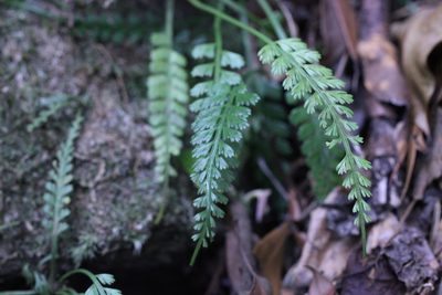Asplenium prolongatum, photographed by Agnes Trekker