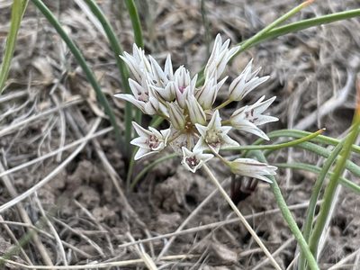 Allium brandegeei, photographed by Mark Pollock