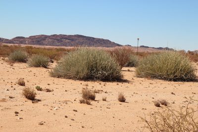 Euphorbia gregaria, photographed by Tony Rebelo