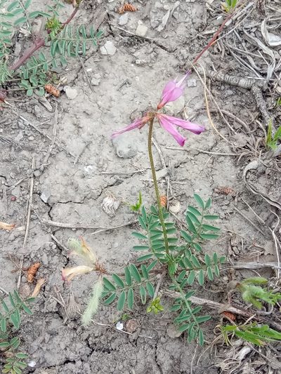 Sulla glomerata, photographed by Karim Haddad