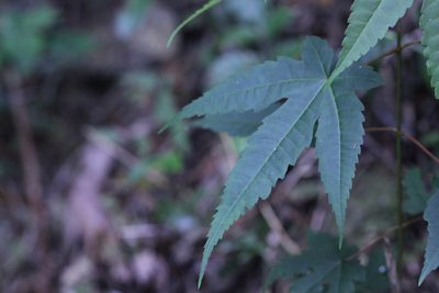 Acer serrulatum, photographed by Agnes Trekker