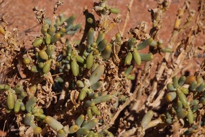 Zygophyllum augea, photographed by Tony Rebelo