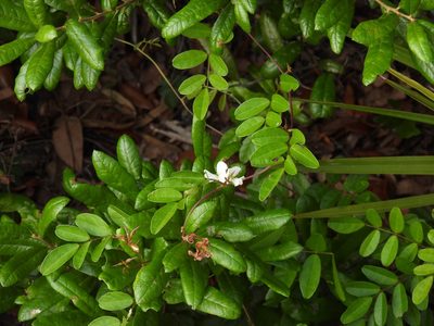 Galactia elliottii, photographed by novvictan