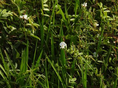 Galactia elliottii, photographed by novvictan