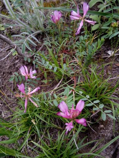 Sulla glomerata, photographed by Karim Haddad