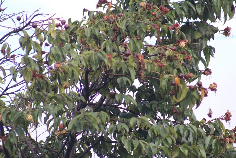 Lafoensia acuminata, photographed by GERMAN LEONEL SARMIENTO CRUZ
