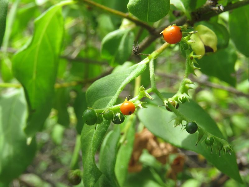 Myriopus psilostachya, photographed by Juan Carlos Caicedo Hernández
