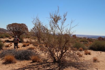 Parkinsonia africana, photographed by Tony Rebelo