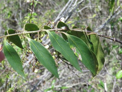 Chiococca alba, photographed by Juan Carlos Caicedo Hernández