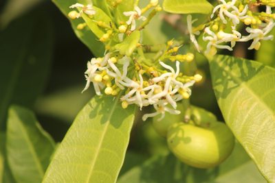 Tabernaemontana alba, photographed by Obed Palagot Echavarria