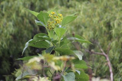Smallanthus pyramidalis, photographed by GERMAN LEONEL SARMIENTO CRUZ