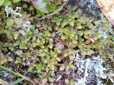 Leptostigma setulosum, photographed by Leon Perrie