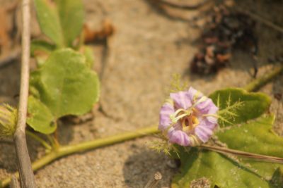 Passiflora ciliata, photographed by Obed Palagot Echavarria