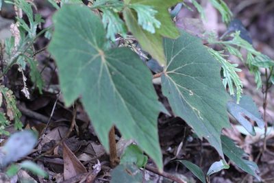 Begonia palmata, photographed by Agnes Trekker