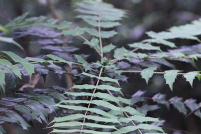 Berberis oiwakensis, photographed by Agnes Trekker