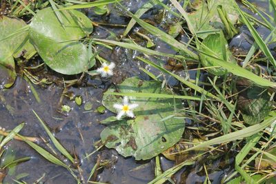 Nymphoides humboldtiana, photographed by Obed Palagot Echavarria