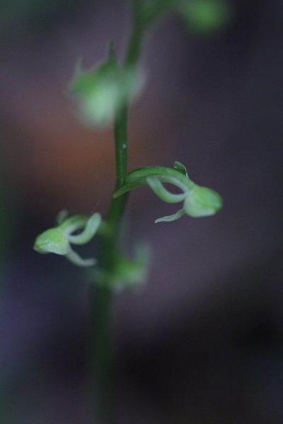 Platanthera minor, photographed by Agnes Trekker