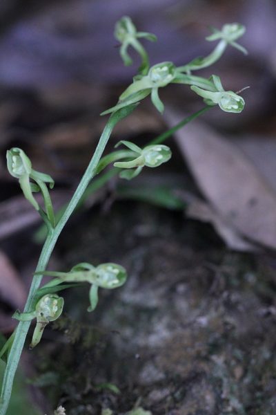 Platanthera minor, photographed by Agnes Trekker