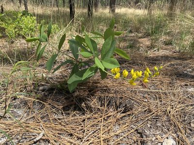 Baptisia cinerea, photographed by Alan Weakley