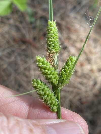 Carex complanata, photographed by Alan Weakley