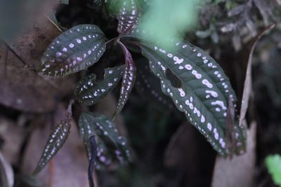 Blastus cochinchinensis, photographed by Agnes Trekker