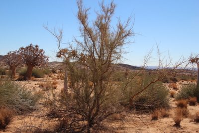 Parkinsonia africana, photographed by Tony Rebelo
