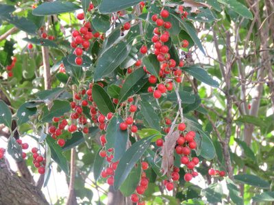 Citharexylum montevidense, photographed by Gonzalo Roget