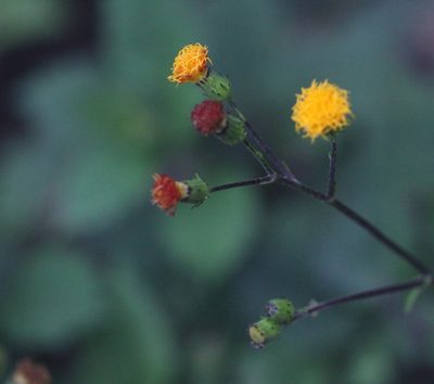Gynura divaricata, photographed by Agnes Trekker