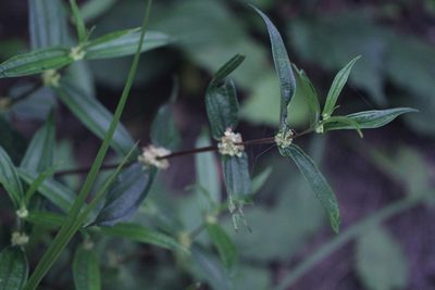 Gonostegia hirta, photographed by Agnes Trekker