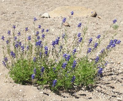 Lupinus havardii